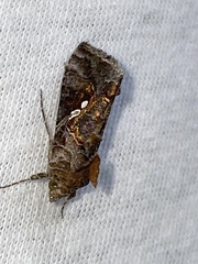 Chrysodeixis