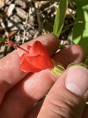 Malvaviscus arboreus drummondii