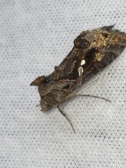 Chrysodeixis