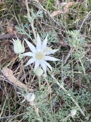 Actinotus helianthi
