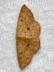 Cyclophora