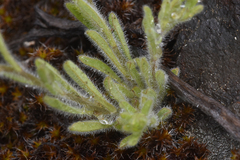 Lappula occidentalis