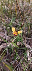 Diuris orientis