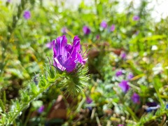 Echium plantagineum