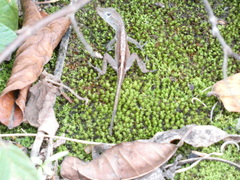 Anolis lineatopus
