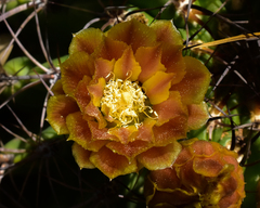 Eriosyce curvispina