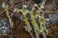 Lappula occidentalis