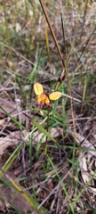 Diuris orientis
