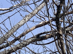 Todiramphus sanctus vagans