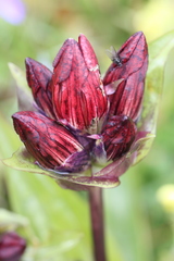Gentiana purpurea
