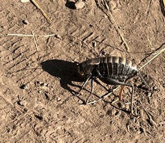 Anabrus simplex