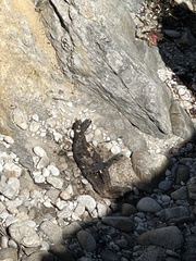 Otariidae