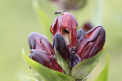 Gentiana purpurea