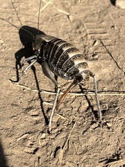 Anabrus simplex