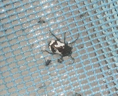 Acrocyum maculicollis