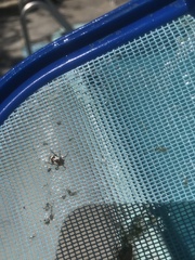 Acrocyum maculicollis