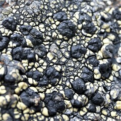 Calvitimela armeniaca