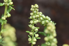 Artemisia michauxiana