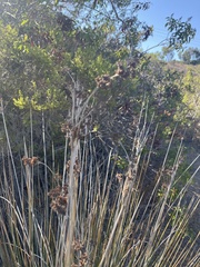 Juncus acutus