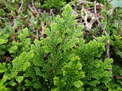 Selaginella lepidophylla