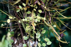 Hoya