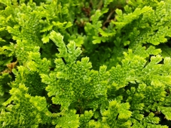 Selaginella lepidophylla