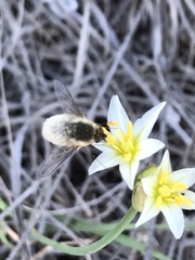 Bombyliinae