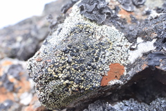 Calvitimela armeniaca