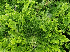 Selaginella lepidophylla
