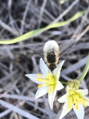 Bombyliinae
