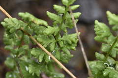 Woodsia oregana
