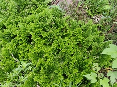 Selaginella lepidophylla
