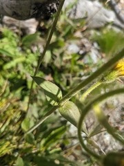 Arnica parryi