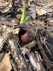 Symplocarpus foetidus