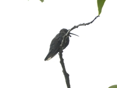 Anthracothorax mango