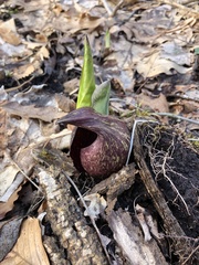 Symplocarpus foetidus