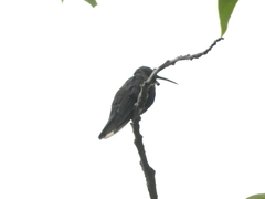 Anthracothorax mango