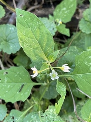 Solanum emulans