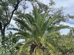 Phoenix canariensis