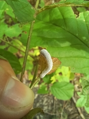 Symphyta