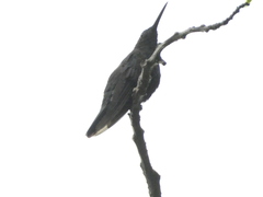 Anthracothorax mango