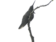 Anthracothorax mango