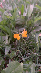 Lotus corniculatus