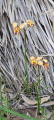 Diuris orientis