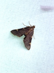 Hypsopygia