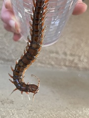 Scolopendra subspinipes