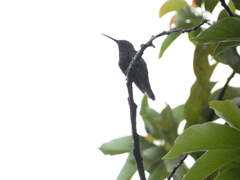 Anthracothorax mango