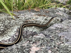 Thamnophis saurita septentrionalis