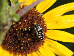 Acmaeodera disjuncta