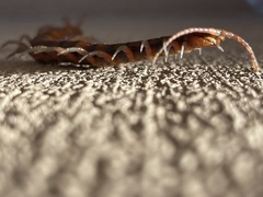 Scolopendra subspinipes